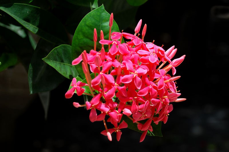 10 loai hoa phong thuy cuc “chuan” nen chon dip Tet-Hinh-7