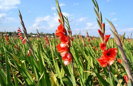 10 loai hoa phong thuy cuc “chuan” nen chon dip Tet