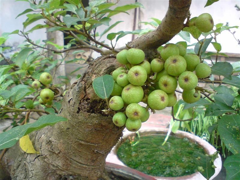 Loat bonsai choi Tet sieu doc la nha giau lung mua-Hinh-5