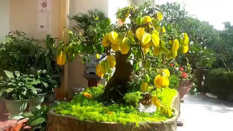 Loat bonsai choi Tet sieu doc la nha giau lung mua-Hinh-8