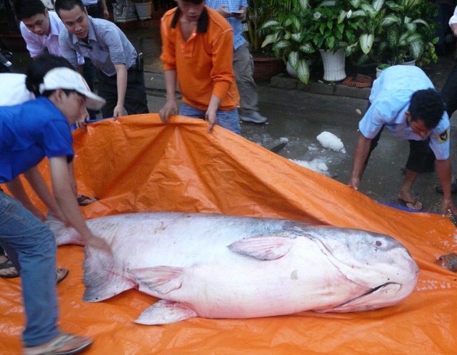 Can canh ca tra khung 200kg len ban nhau dai gia Sai Gon-Hinh-5