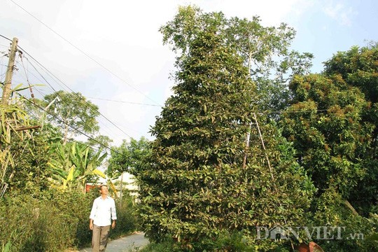 Loat cay canh Tet 2016 dat choang vang-Hinh-7