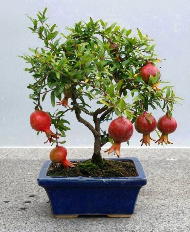 10 loai cay an qua cuc hop trong chau bonsai-Hinh-2