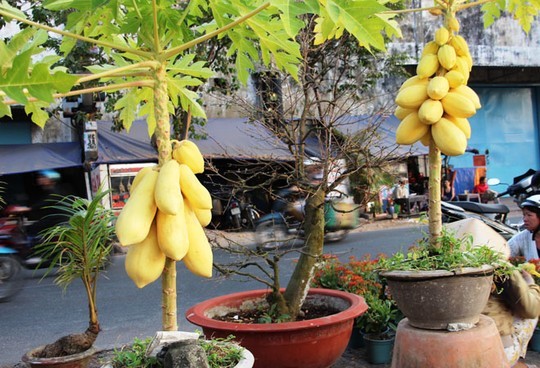 10 loai cay an qua cuc hop trong chau bonsai-Hinh-3