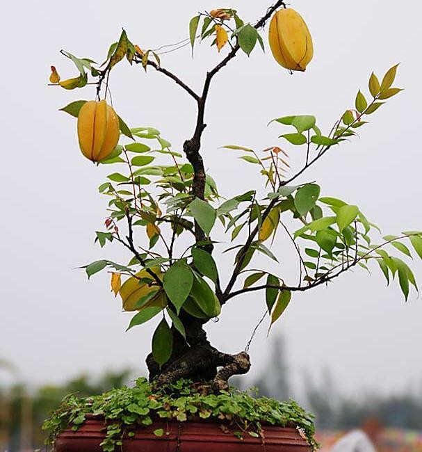 10 loai cay an qua cuc hop trong chau bonsai-Hinh-9