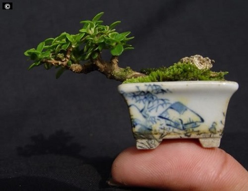 Man nhan loat bonsai mini nam gon trong long ban tay-Hinh-5