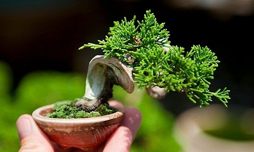Man nhan loat bonsai mini nam gon trong long ban tay