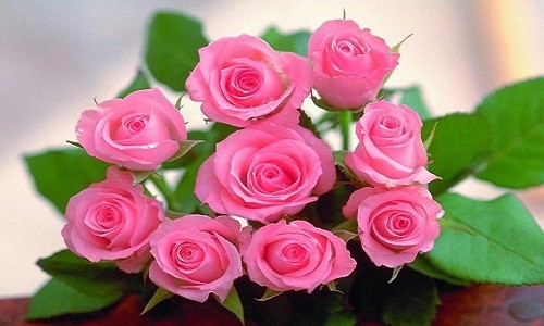 Boc gia loat hoa Valentine y nghia tang nang