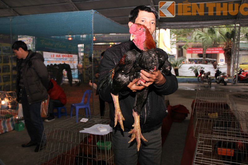 Loat ga tien vua dat do vua do bo, gay sot Ha Noi