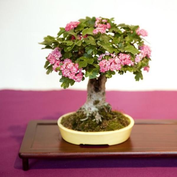 Man nhan ngam cay bonsai no hoa ruc ro-Hinh-10