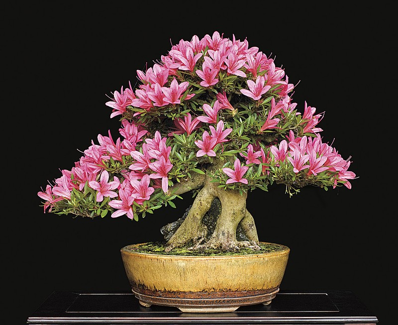 Man nhan ngam cay bonsai no hoa ruc ro-Hinh-2