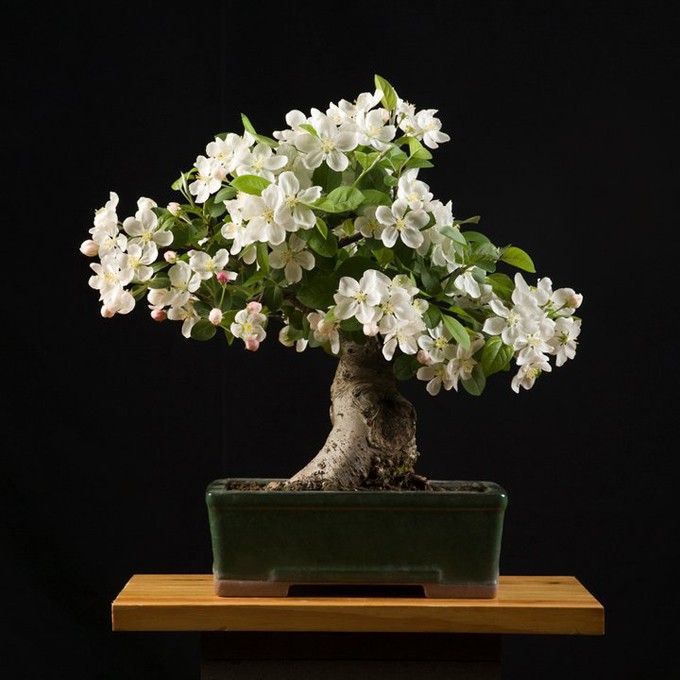 Man nhan ngam cay bonsai no hoa ruc ro-Hinh-4