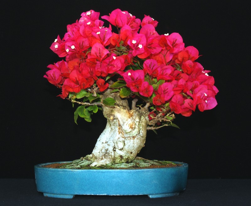 Man nhan ngam cay bonsai no hoa ruc ro-Hinh-5