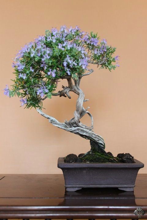 Man nhan ngam cay bonsai no hoa ruc ro-Hinh-6