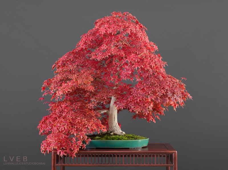 Man nhan ngam tieu canh bonsai sieu la-Hinh-4