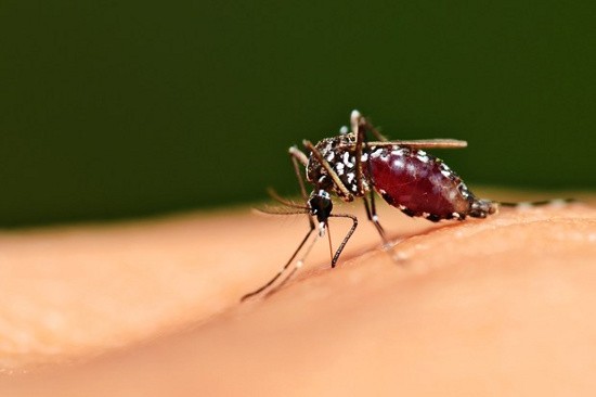 Mua gi de diet muoi doi pho virus Zika?-Hinh-2