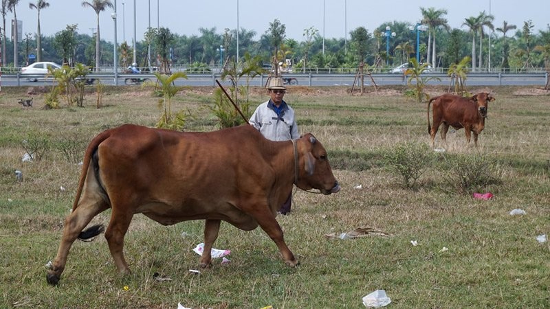 Vuon hoa giua Ha Noi thanh noi chan bo, tha ga-Hinh-2