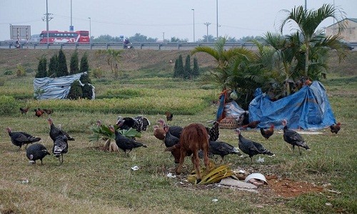 Vuon hoa giua Ha Noi thanh noi chan bo, tha ga-Hinh-3