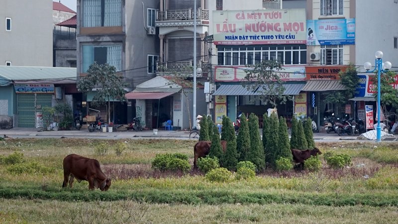 Vuon hoa giua Ha Noi thanh noi chan bo, tha ga-Hinh-5