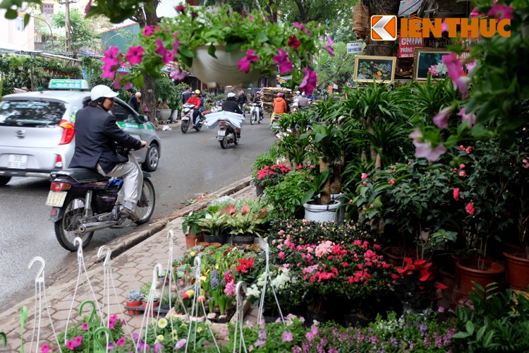 Anh: Sac hoa ruc ro tai pho hoa noi tieng nhat Ha Thanh-Hinh-16