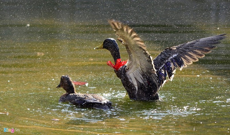 Cuoi be bung voi tro bit mat bat lon o hoi lang Ha Noi-Hinh-2