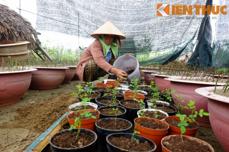 Ngam vuon hong bac ty, tram loai khoe sac o ngoai o Ha Noi-Hinh-15