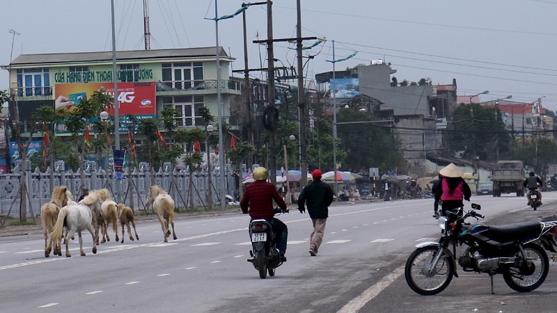 Chuyen la: Dan ngua bach phi duong nhua, kiem an giua pho-Hinh-9