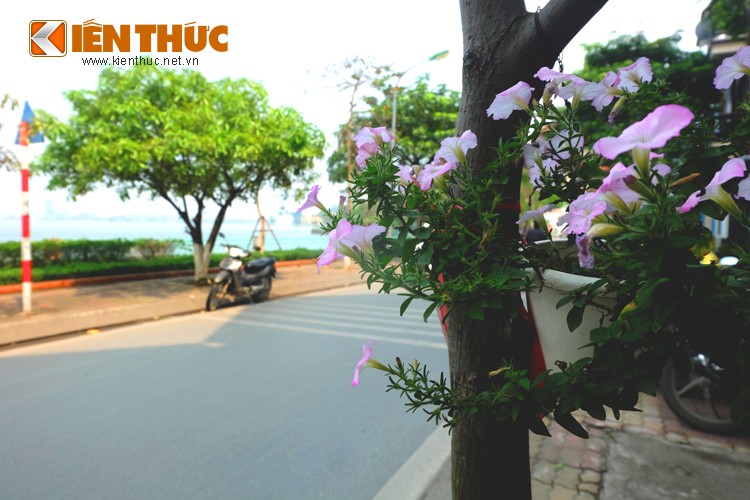 Ngam nhung ban cong nha ruc ro sac hoa o Ha Noi-Hinh-9