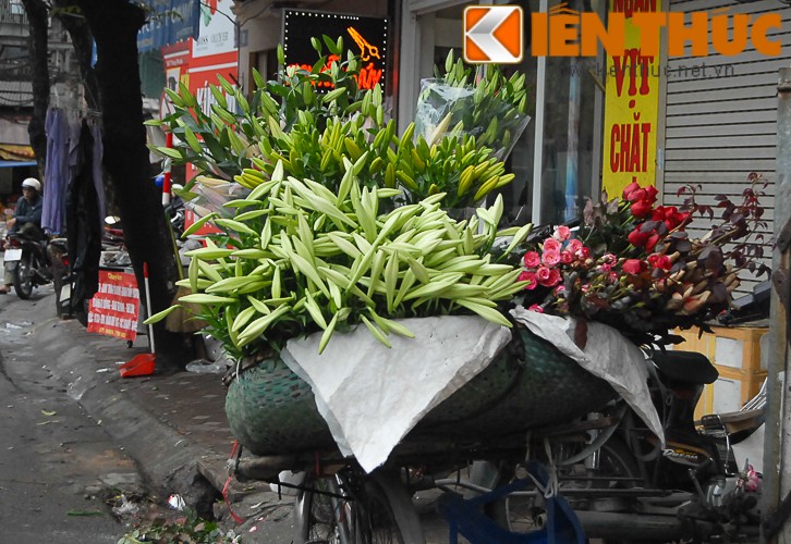 Anh: Hoa loa ken tinh khoi xuong pho Ha Noi-Hinh-2