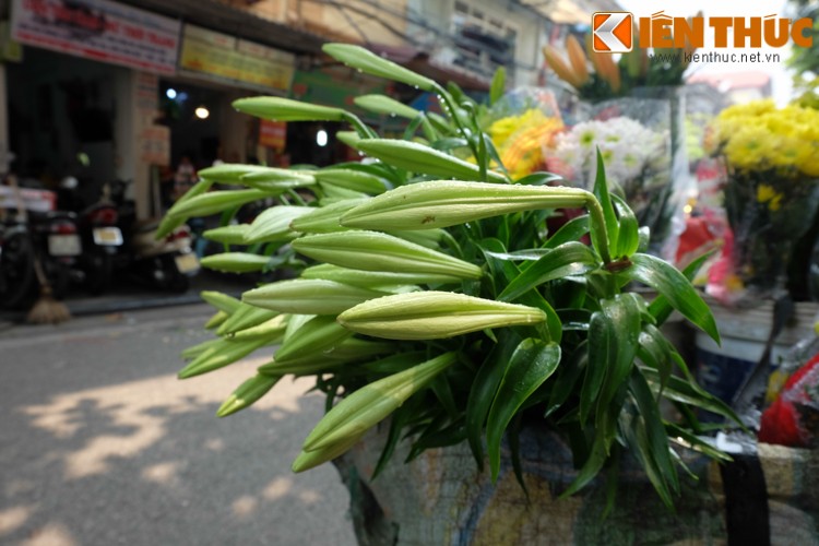 Anh: Hoa loa ken tinh khoi xuong pho Ha Noi-Hinh-9