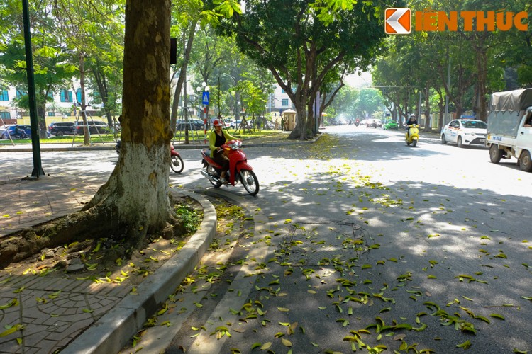 Anh: Lang man nhung con duong trai day la vang o Ha Noi-Hinh-11