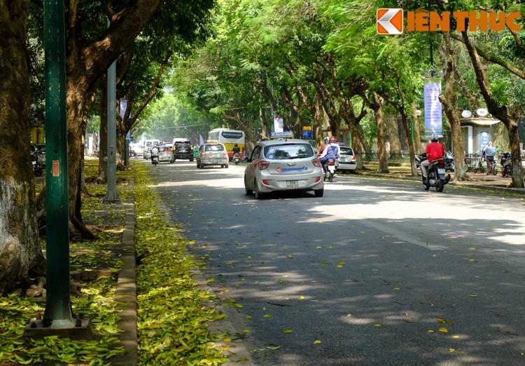 Anh: Lang man nhung con duong trai day la vang o Ha Noi-Hinh-4