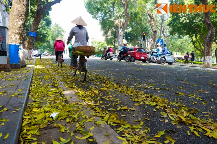 Anh: Lang man nhung con duong trai day la vang o Ha Noi-Hinh-6