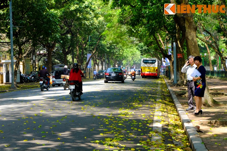 Anh: Lang man nhung con duong trai day la vang o Ha Noi-Hinh-7