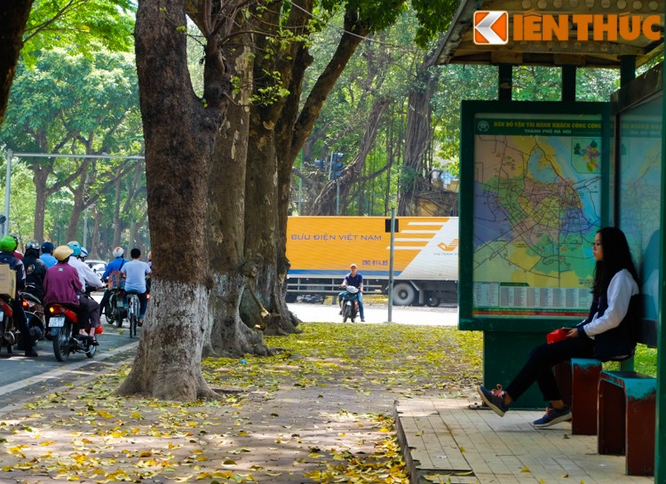 Anh: Lang man nhung con duong trai day la vang o Ha Noi-Hinh-8