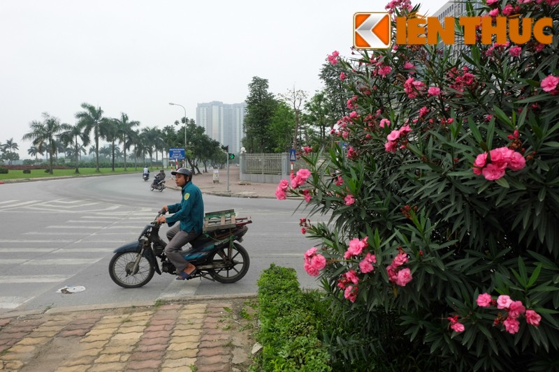 Cay tu than dep me hon nhung cuc doc trong nhan nhan khap Ha Noi-Hinh-11