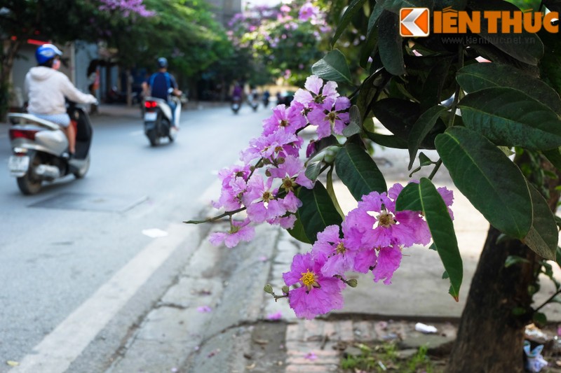 Hoa bang lang no bung sang nhung con duong thang 5 Ha Noi-Hinh-12