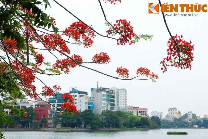 Hoa bang lang no bung sang nhung con duong thang 5 Ha Noi-Hinh-16