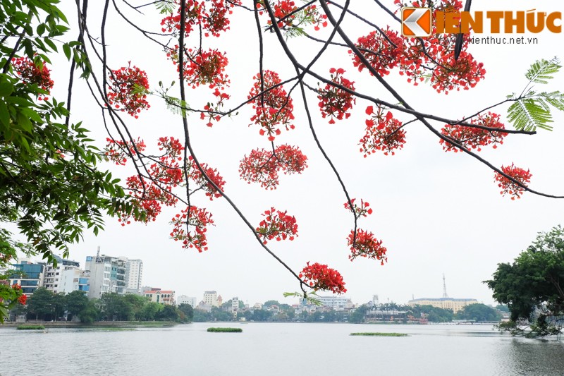 Hoa bang lang no bung sang nhung con duong thang 5 Ha Noi-Hinh-17