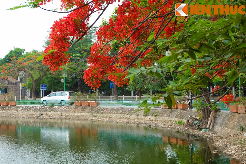 Hoa bang lang no bung sang nhung con duong thang 5 Ha Noi-Hinh-18