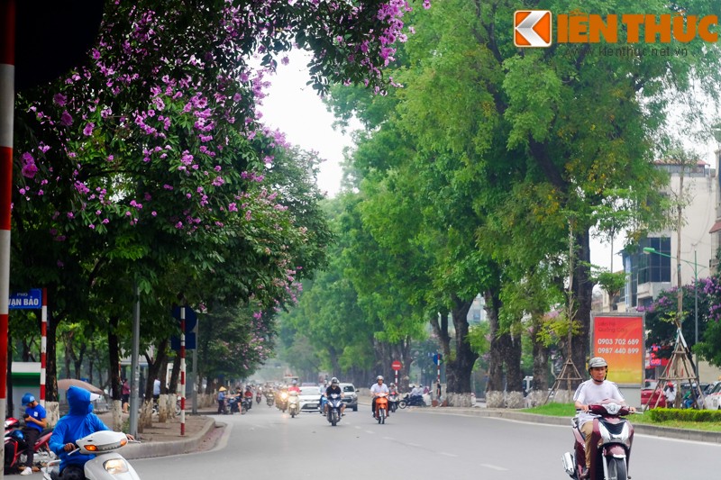 Hoa bang lang no bung sang nhung con duong thang 5 Ha Noi-Hinh-2