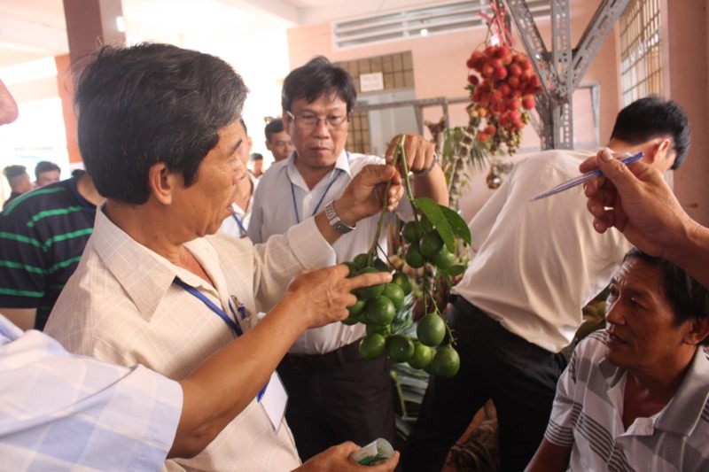 Ngam cu, qua doc la tai le hoi cay trai ngon