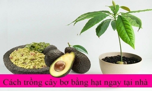 Cach trong cay bo tu hat sieu de