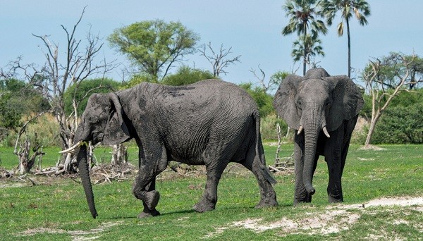 Bi an hang tram con voi chet trong tu the la o Botswana-Hinh-10