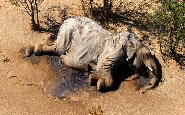 Bi an hang tram con voi chet trong tu the la o Botswana-Hinh-4