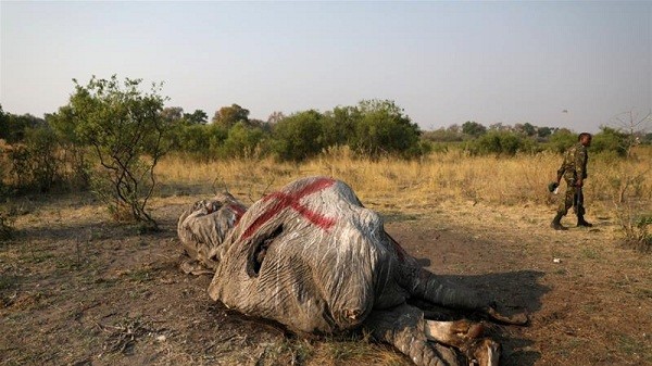 Bi an hang tram con voi chet trong tu the la o Botswana-Hinh-8