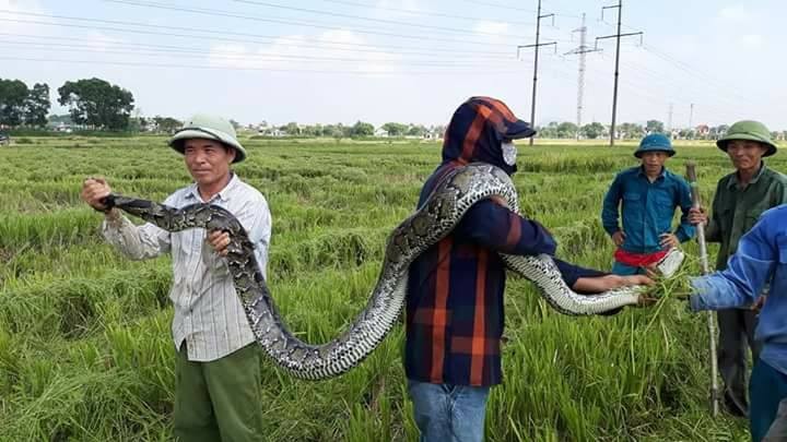 Thot tim “phi vu” tom song ran khung, tran khong lo chan dong Viet Nam-Hinh-15