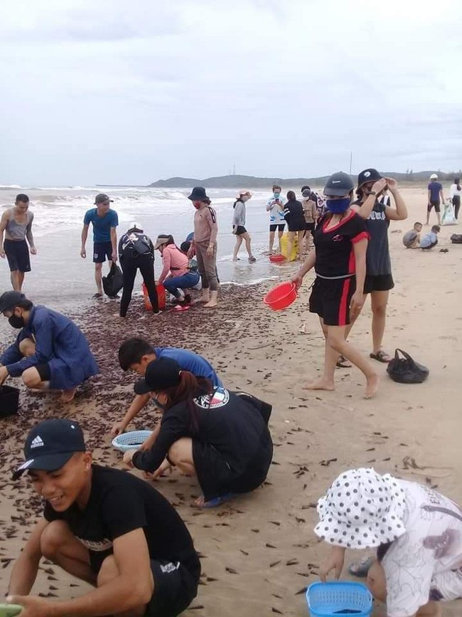 Oc dat kin bien Quang Binh sau bao: Hien tuong la, oc khong la-Hinh-6