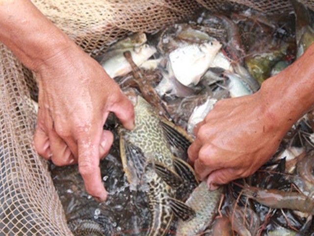 Xac kho loai ca bat tu o Viet Nam hoi sinh khi duoc “tuoi nuoc”-Hinh-9