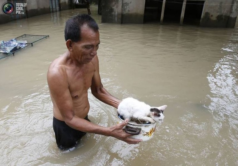 Bat ngo muon van cach doi pho voi lu quet cua dong vat-Hinh-13